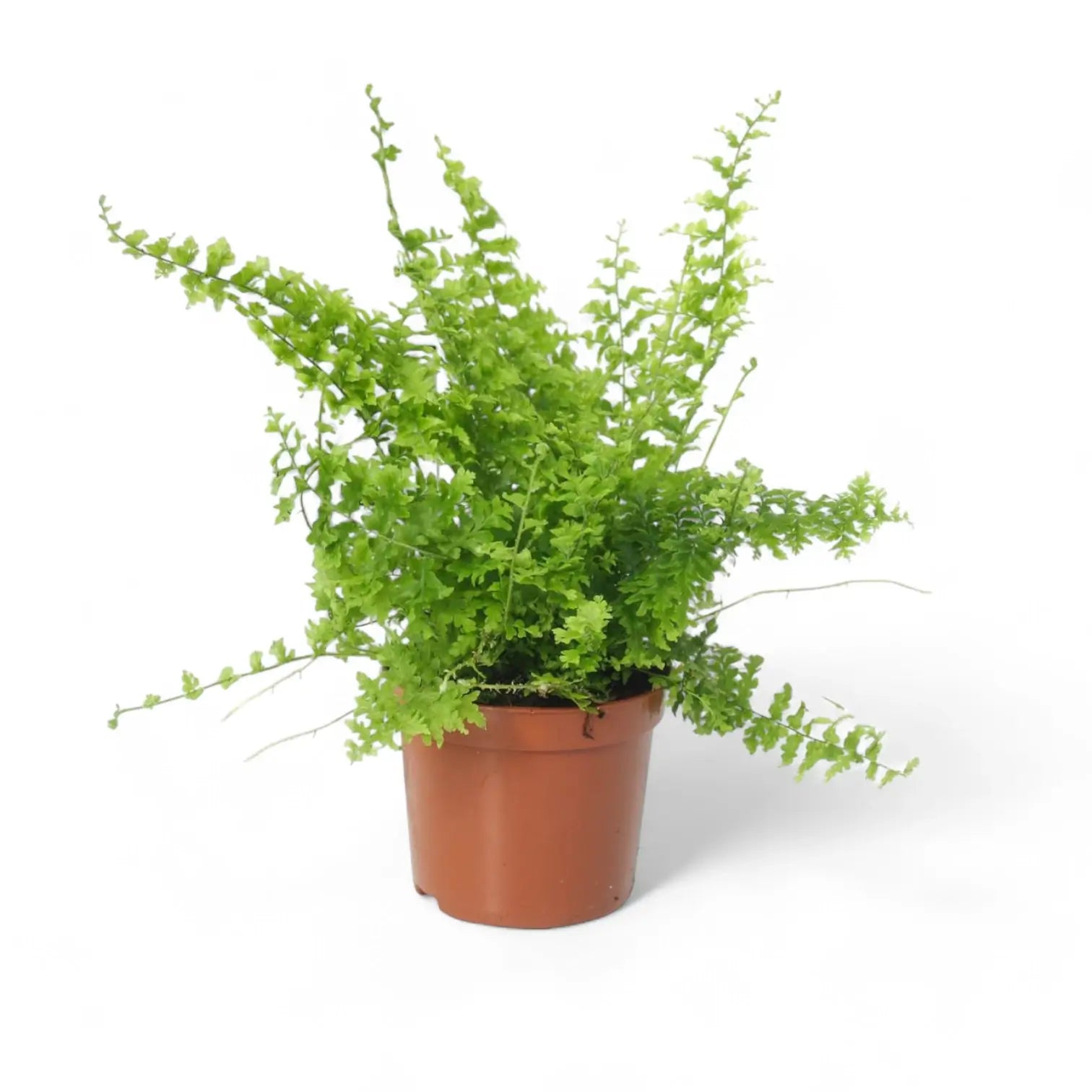 Nephrolepis exaltata 'Green Fantasy' potted plant in nursery pot on white background.