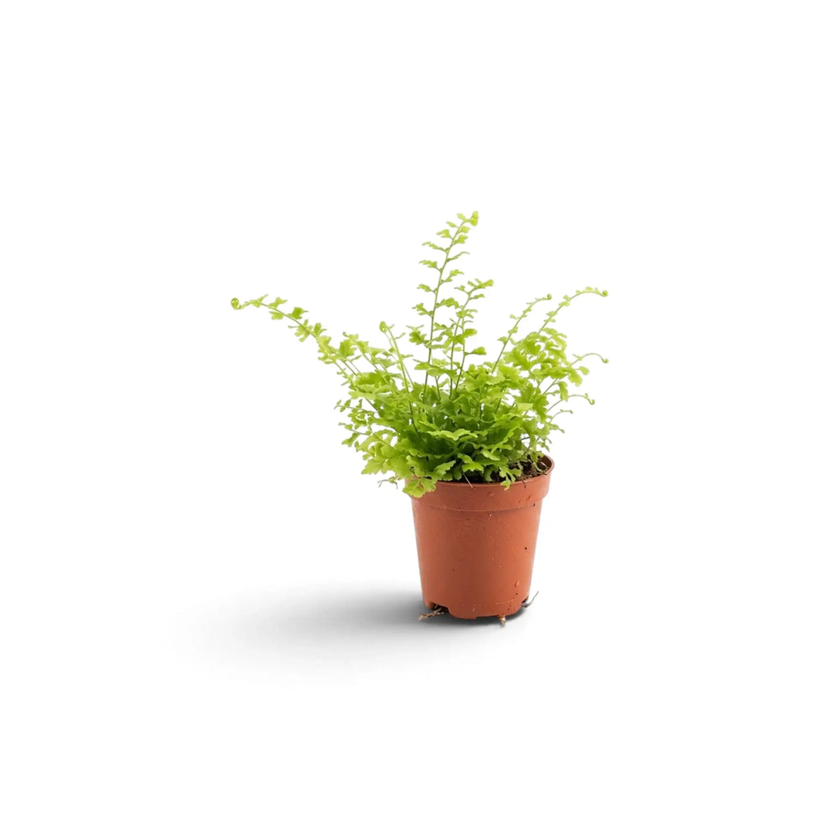 Nephrolepis exaltata 'Green Fantasy' als Jungpflanze mit bogig überhängenden, fein gefiederten grünen Wedeln