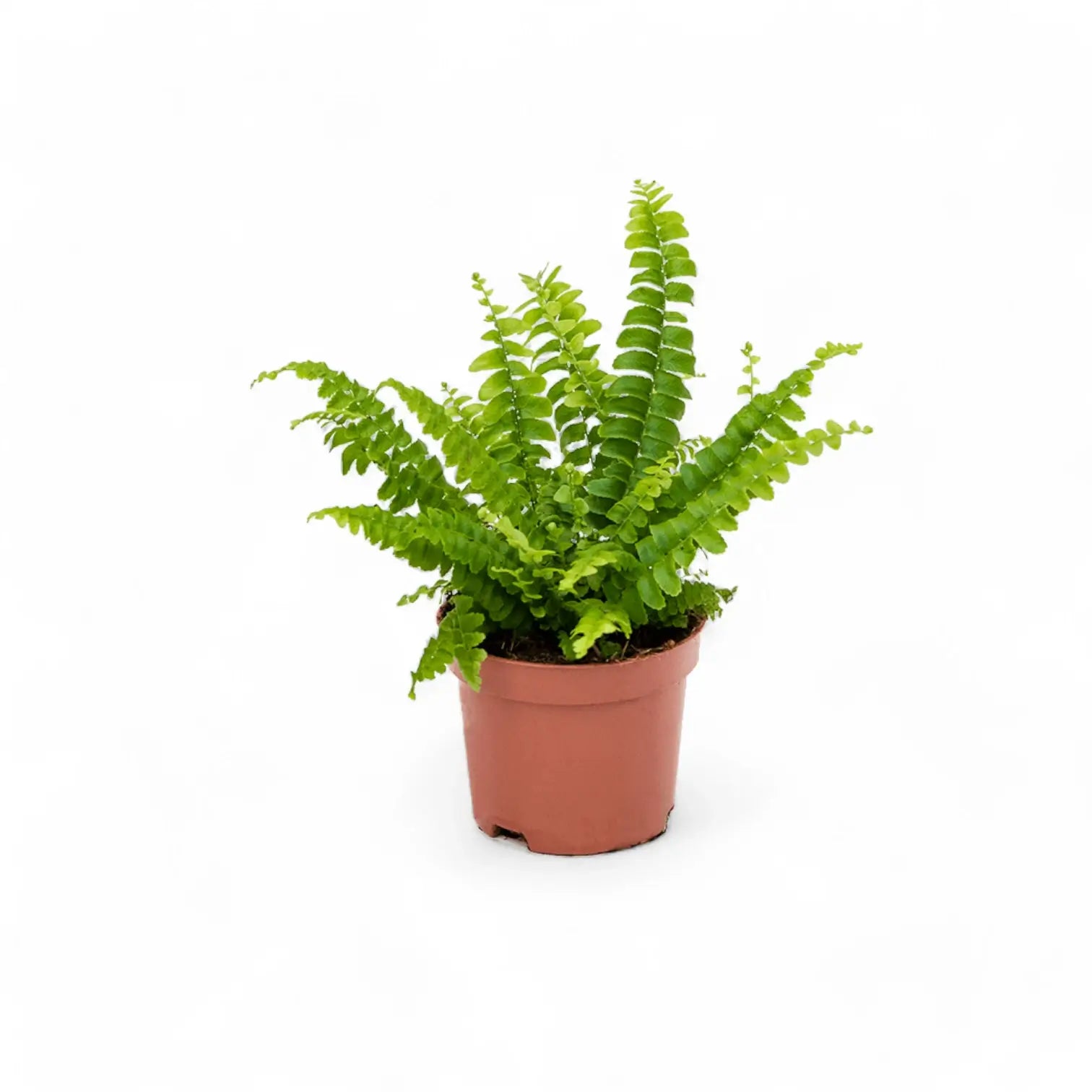 Nephrolepis exaltata 'Green Lady' – Zimmerpflanze im Kulturtopf auf weißem Hintergrund, Produktfoto 4.