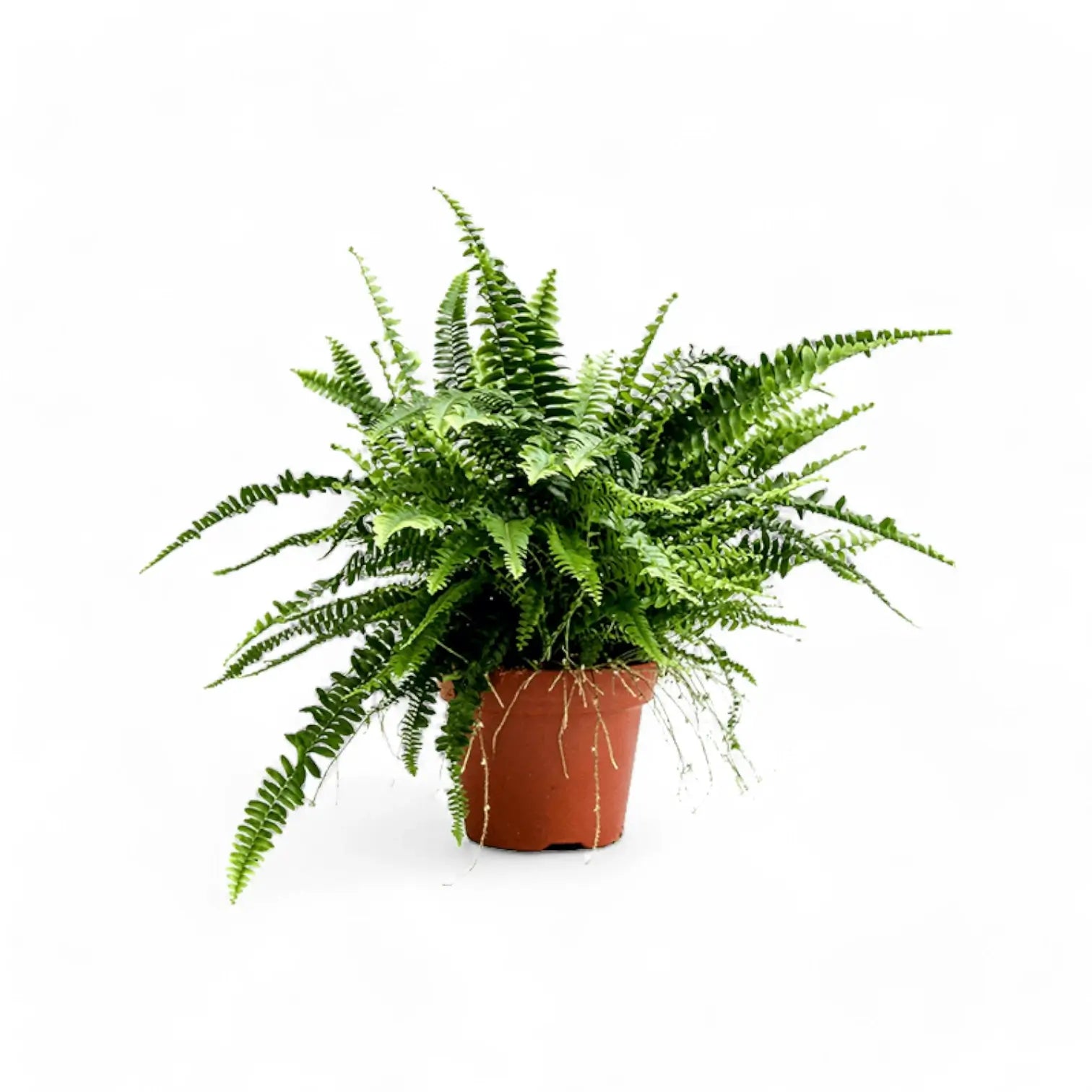 Nephrolepis exaltata 'Green Lady' – Zimmerpflanze im Kulturtopf auf weißem Hintergrund, Produktfoto 6.