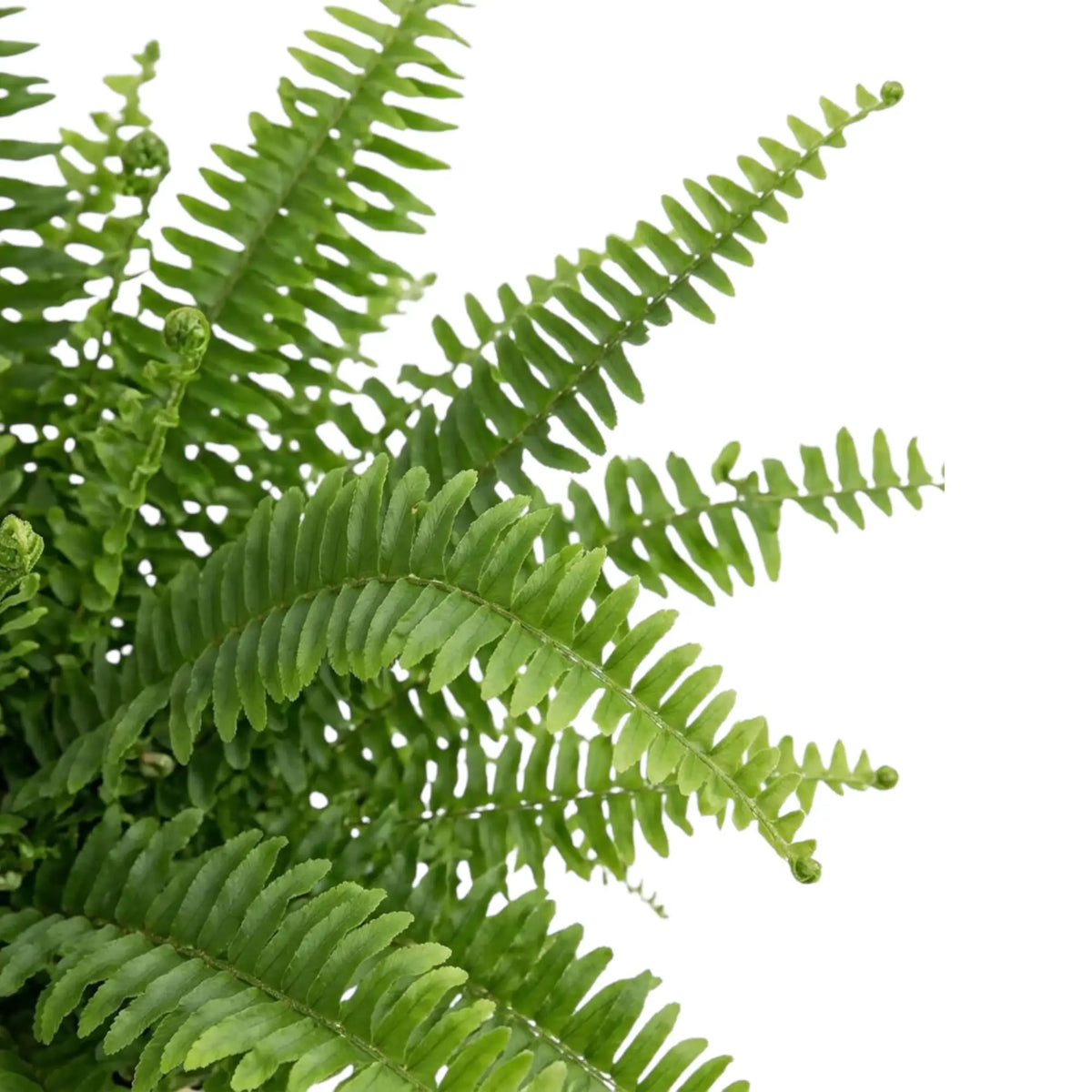 Nahaufnahme der leuchtend grünen Wedel von Nephrolepis exaltata ‘Green Lady’ mit schmalen Fiederblättchen