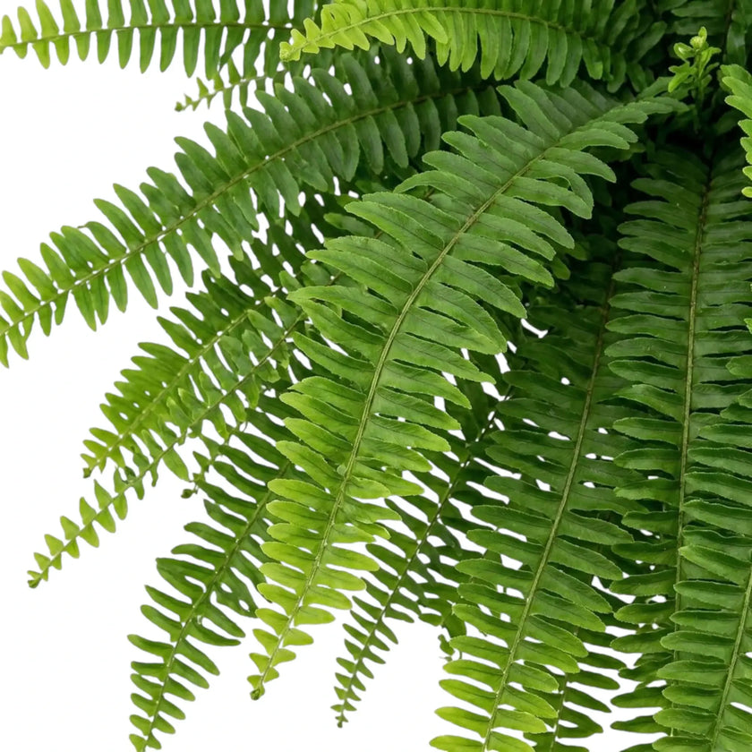 Detailaufnahme eines Wedels von Nephrolepis exaltata ‘Green Lady’ mit leicht gewellten, schmalen grünen Fiederblättchen
