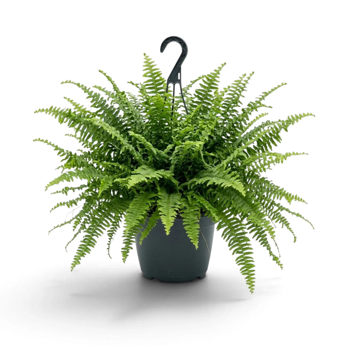 Große Nephrolepis exaltata ‘Green Lady’ im Topf mit dichtem Schopf aus fein gefiederten Wedeln