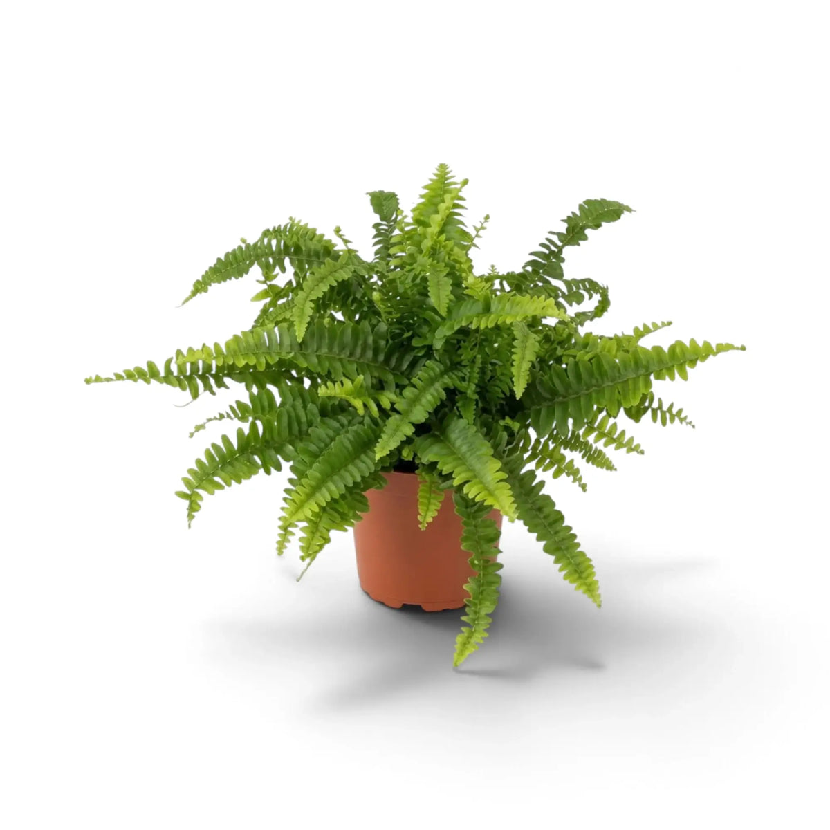 Mittelgroße Nephrolepis exaltata ‘Green Lady’ mit dichtem Schopf aus bogenförmig nach außen wachsenden Wedeln