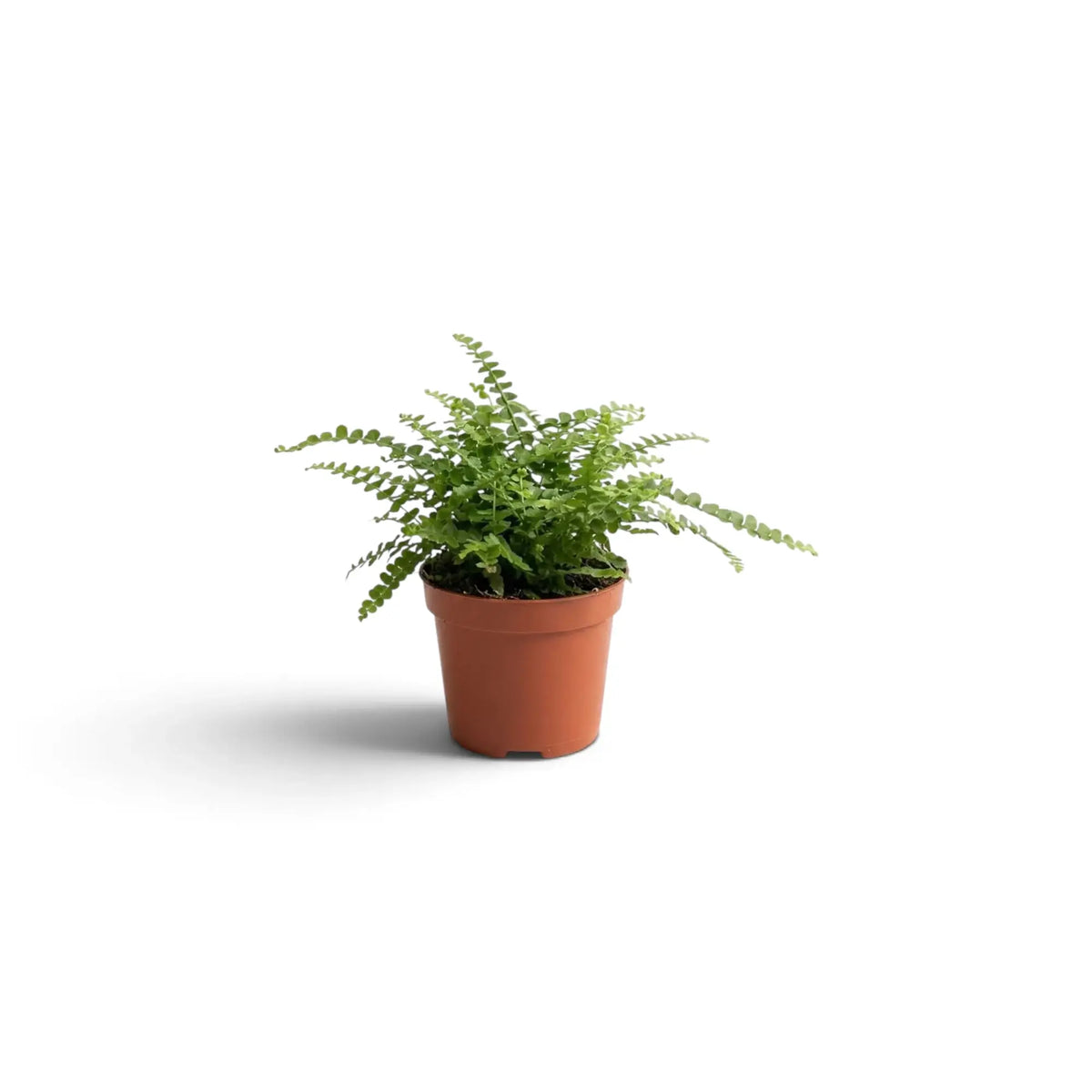 Baby Nephrolepis cordifolia ‘Duffii’ with small rounded leaflets along slender arching fronds