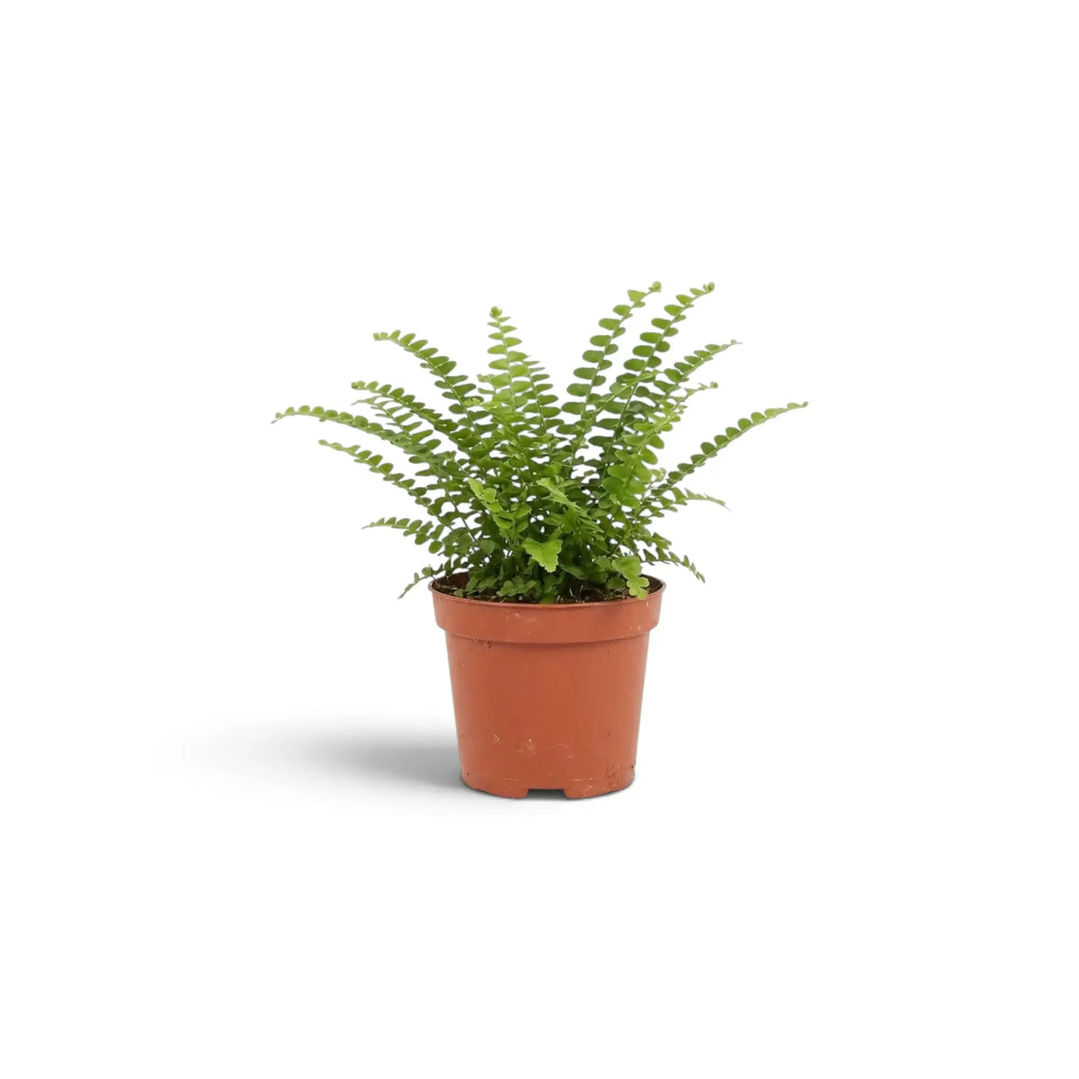 Baby Nephrolepis cordifolia ‘Duffii’ with compact fronds lined by rounded green leaflets