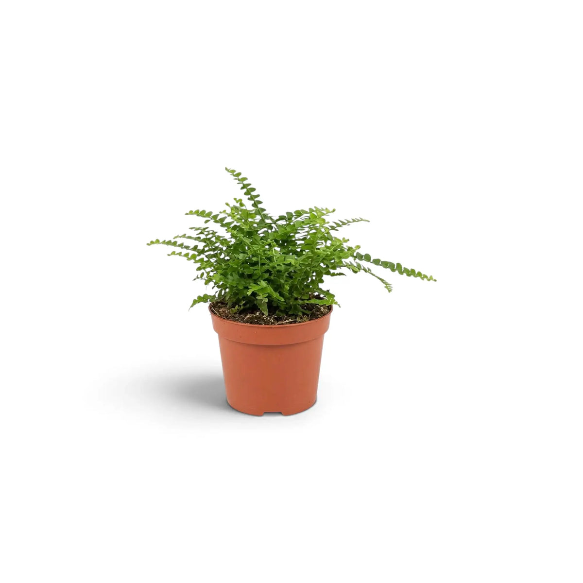 Baby Nephrolepis cordifolia ‘Duffii’ with green fronds and closely spaced round leaflets