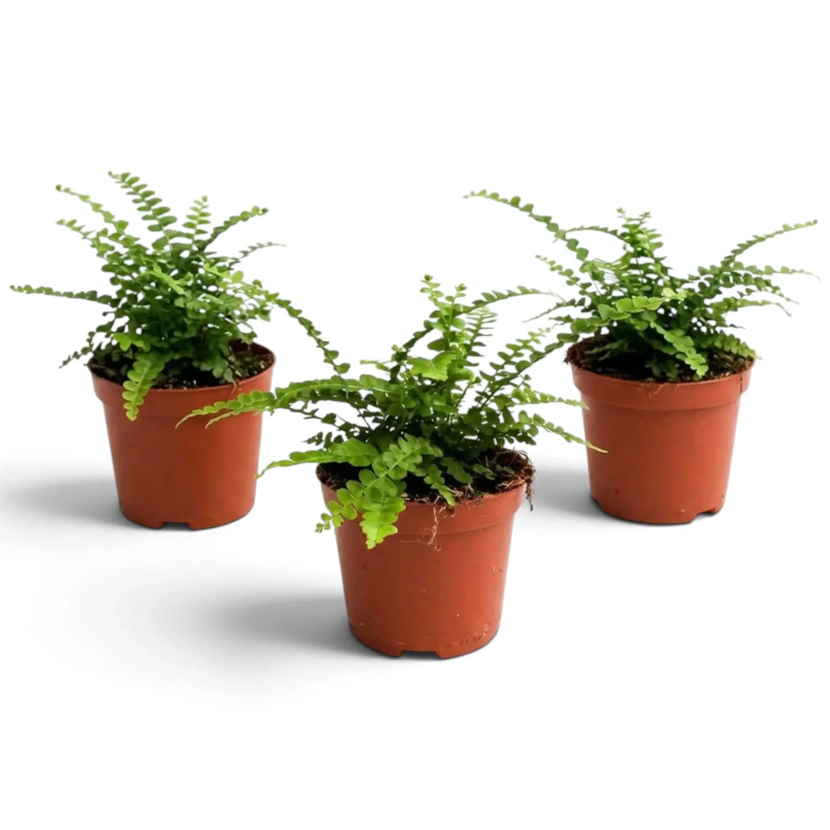Baby Nephrolepis cordifolia ‘Duffii’ with young arching fronds and button-like foliage