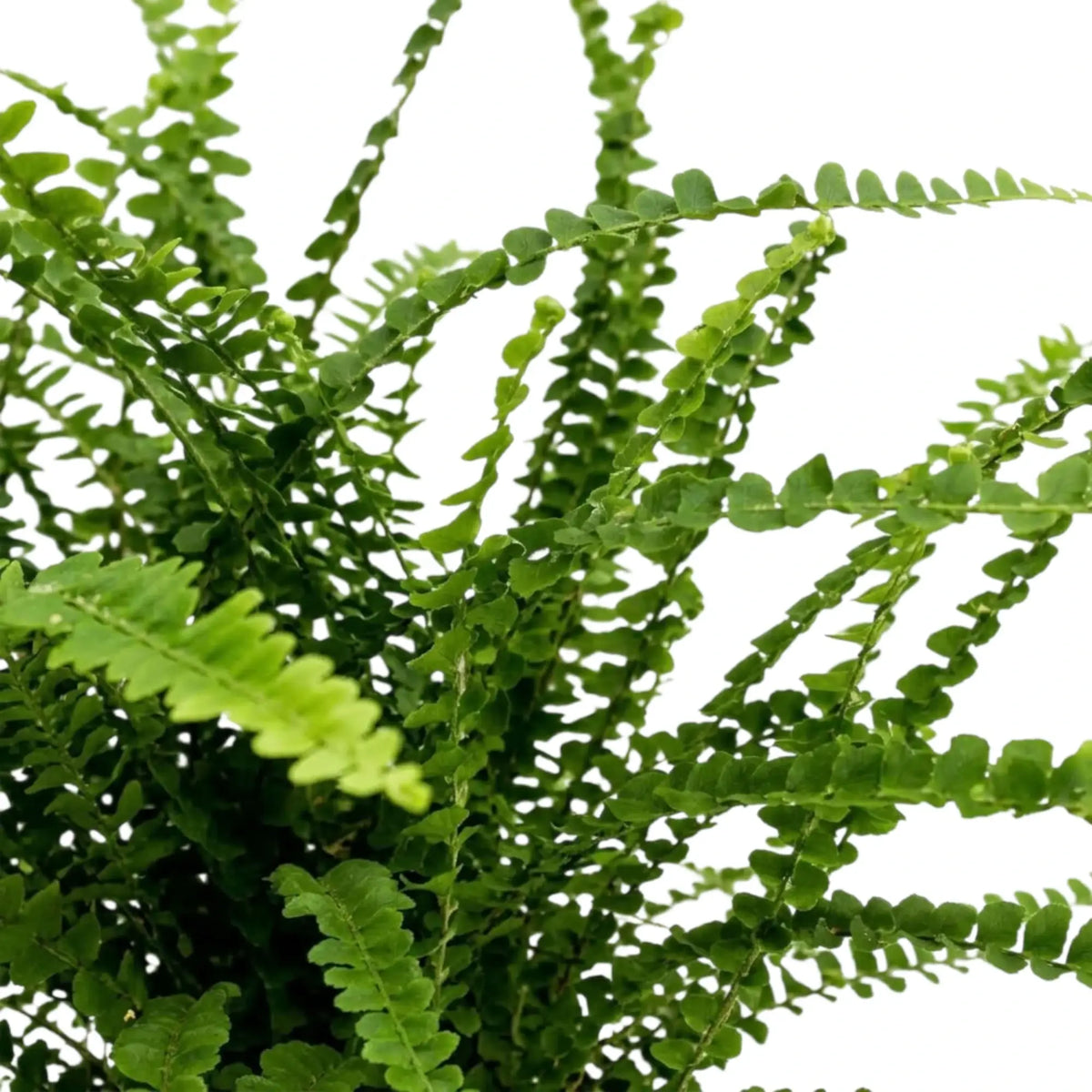 Nephrolepis cordifolia ‘Duffii’ close-up with rounded leaflets arranged along a slender green frond