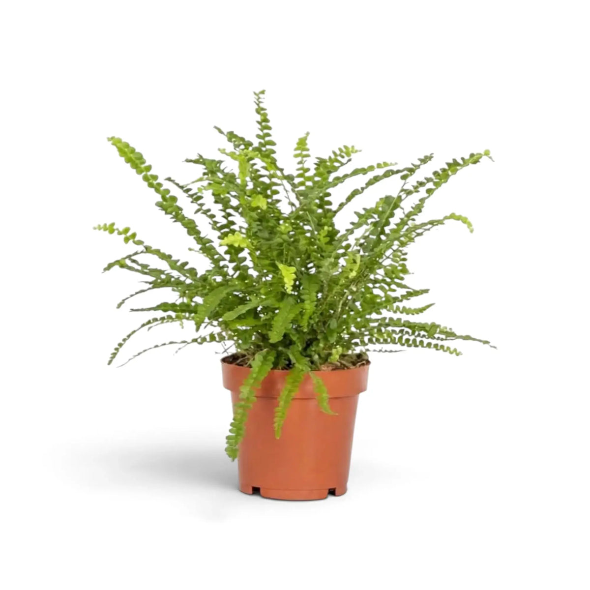 Medium Nephrolepis cordifolia ‘Duffii’ with a dense mound of fine arching fronds