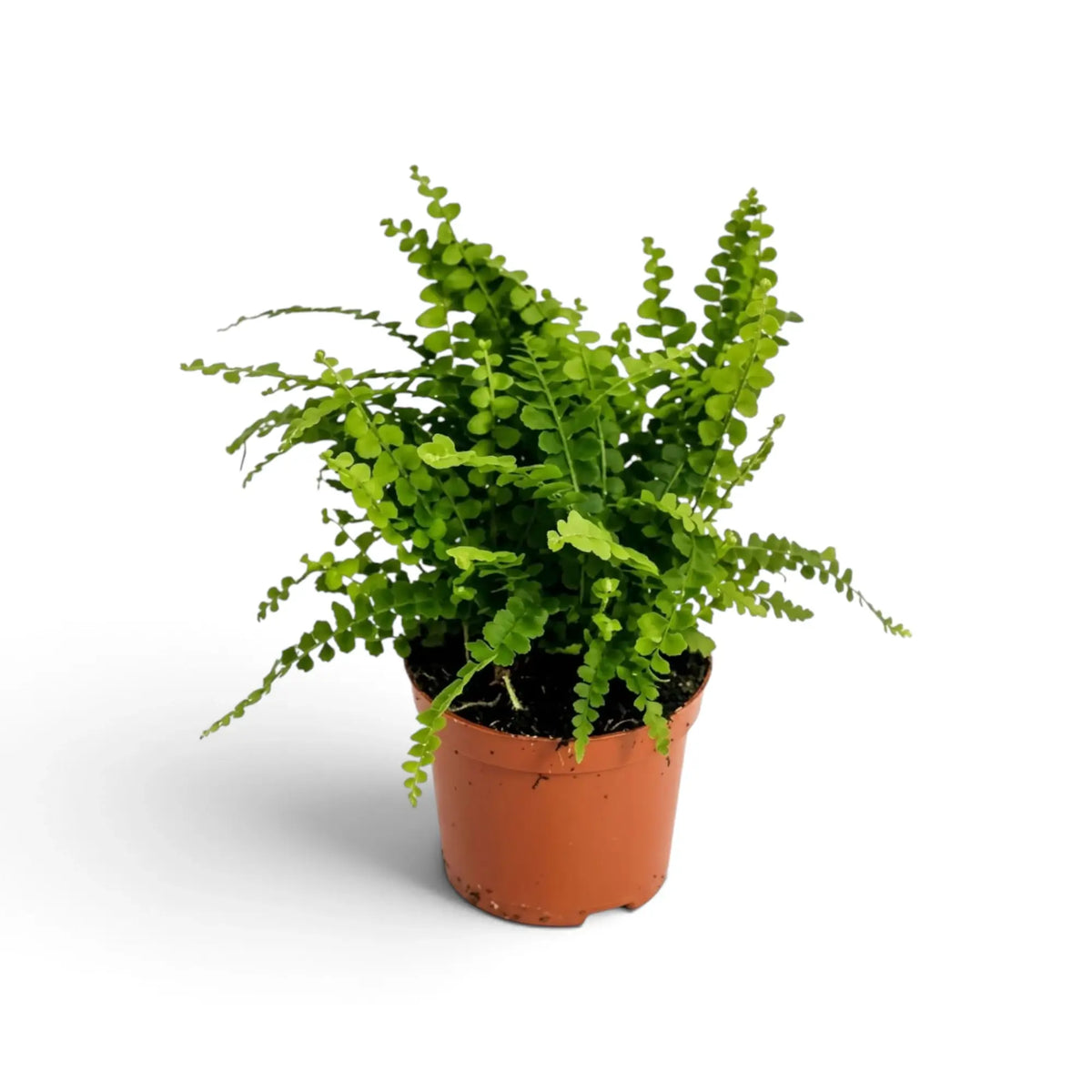 Medium Nephrolepis cordifolia ‘Duffii’ with narrow fronds spreading from a compact centre