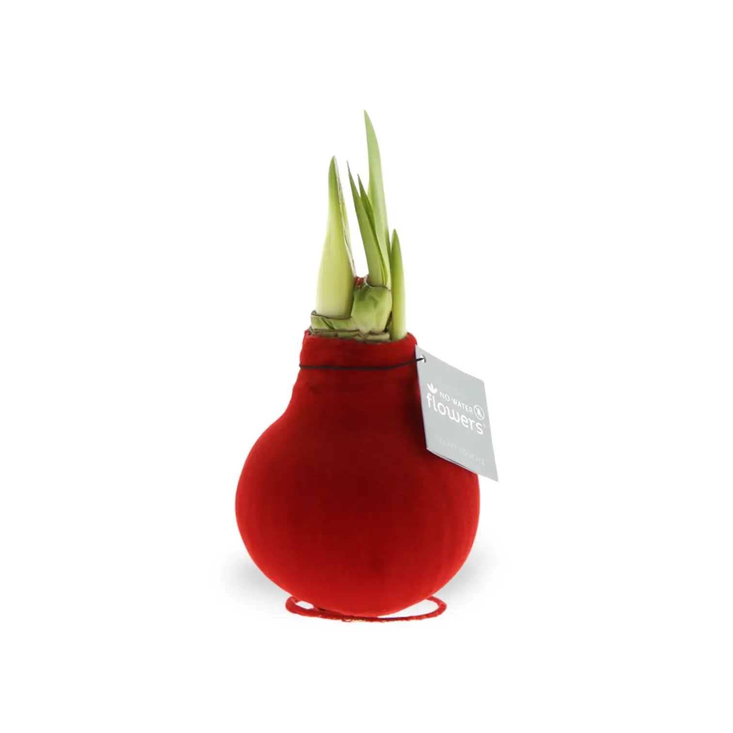 No Water Flowers: Wax Amaryllis Bulbs vor weißem Hintergrund, Produktfoto 11.
