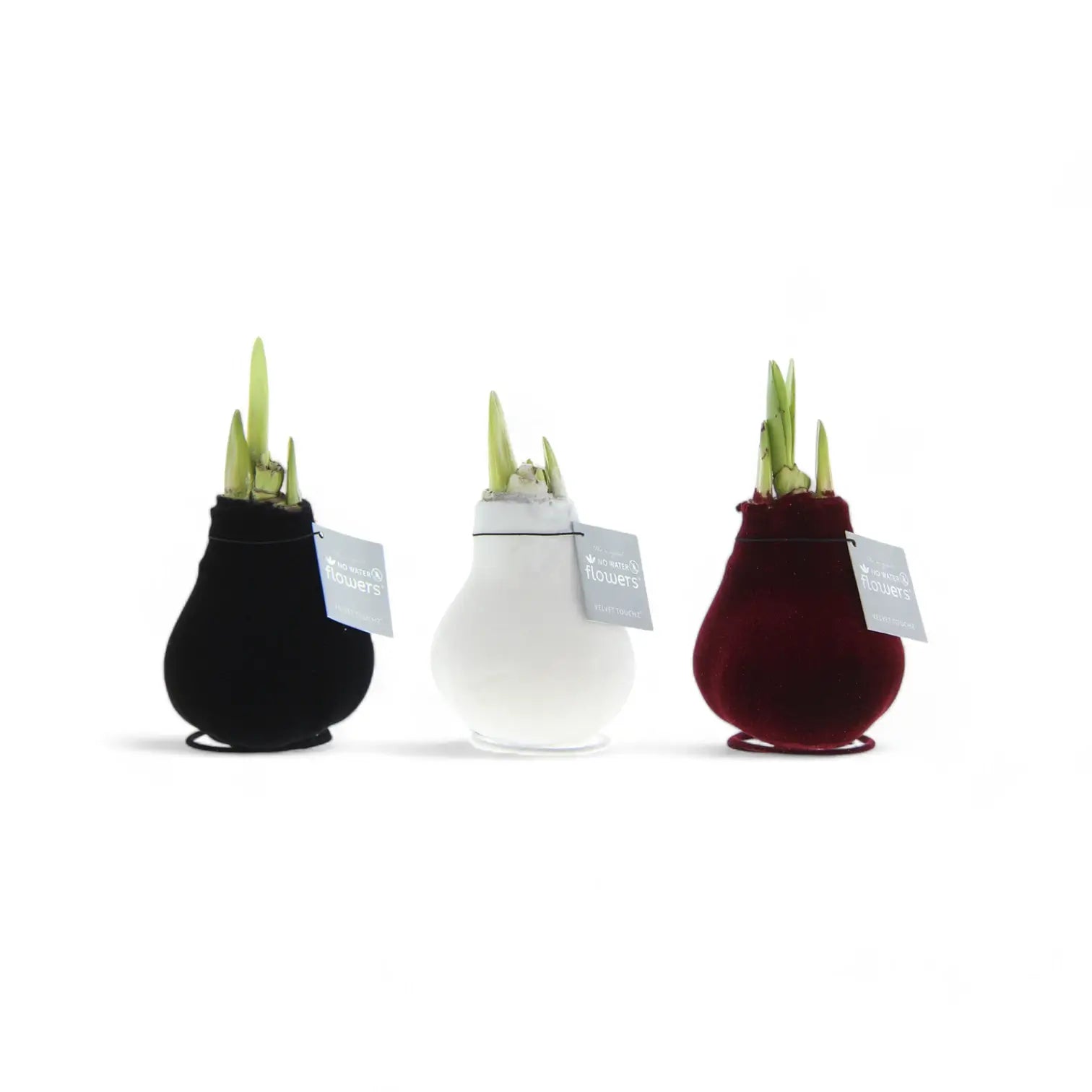 No Water Flowers: Wax Amaryllis Bulbs vor weißem Hintergrund, Produktfoto 4.