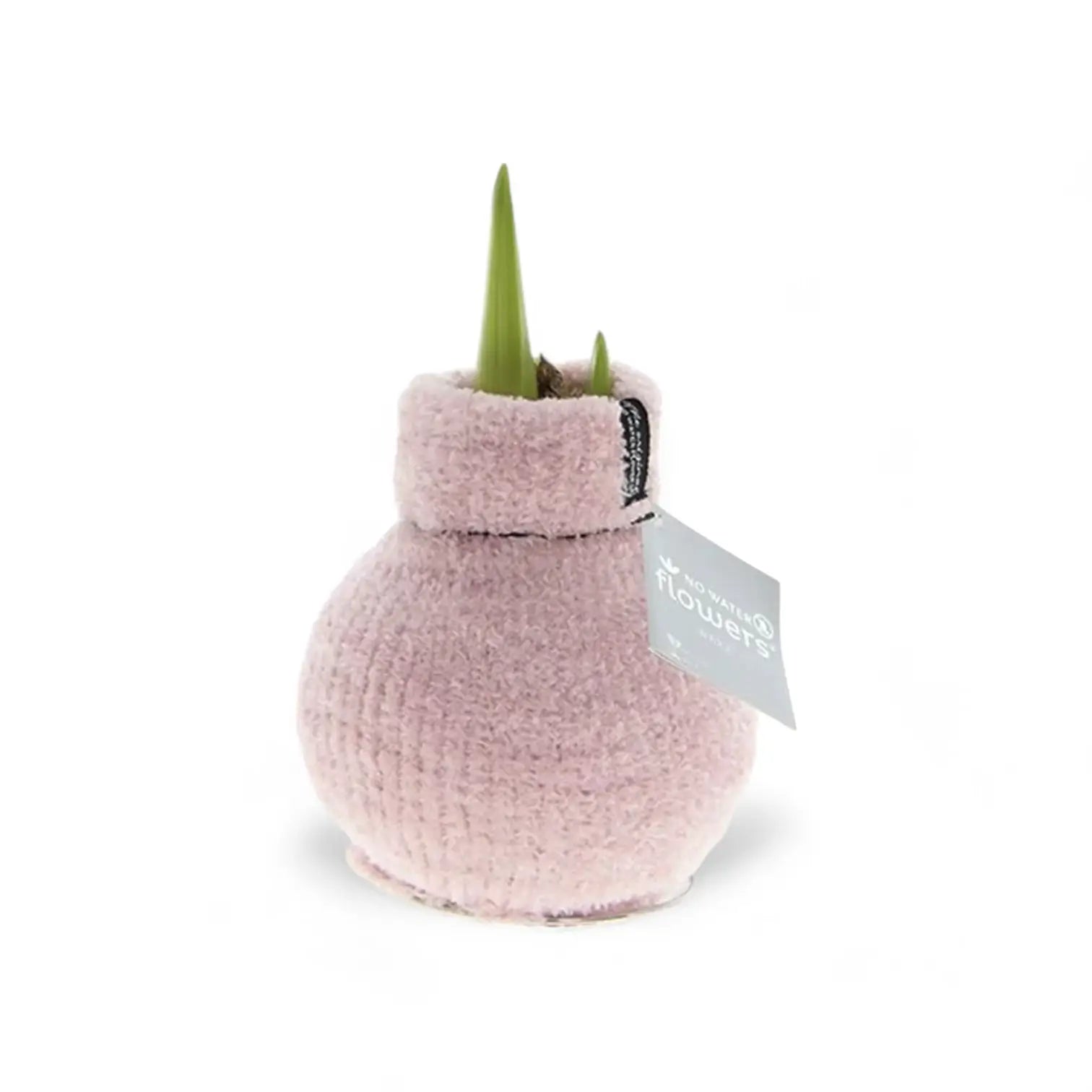 No Water Flowers: Wax Amaryllis Bulbs vor weißem Hintergrund, Produktfoto 7.