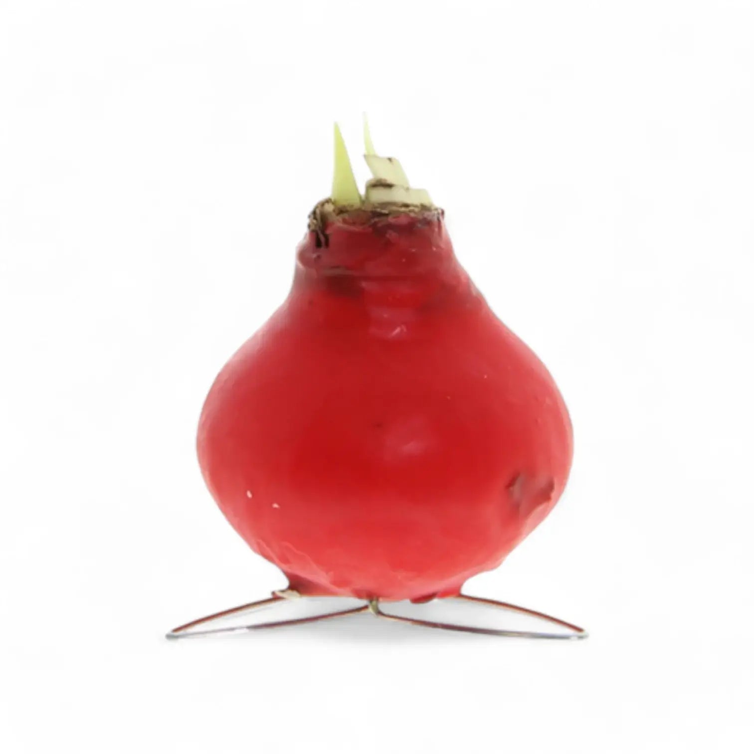 No Water Flowers: Wax Amaryllis Bulbs vor weißem Hintergrund, Produktfoto 9.
