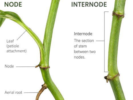 Epipremnum stem diagram showing node and internode placement