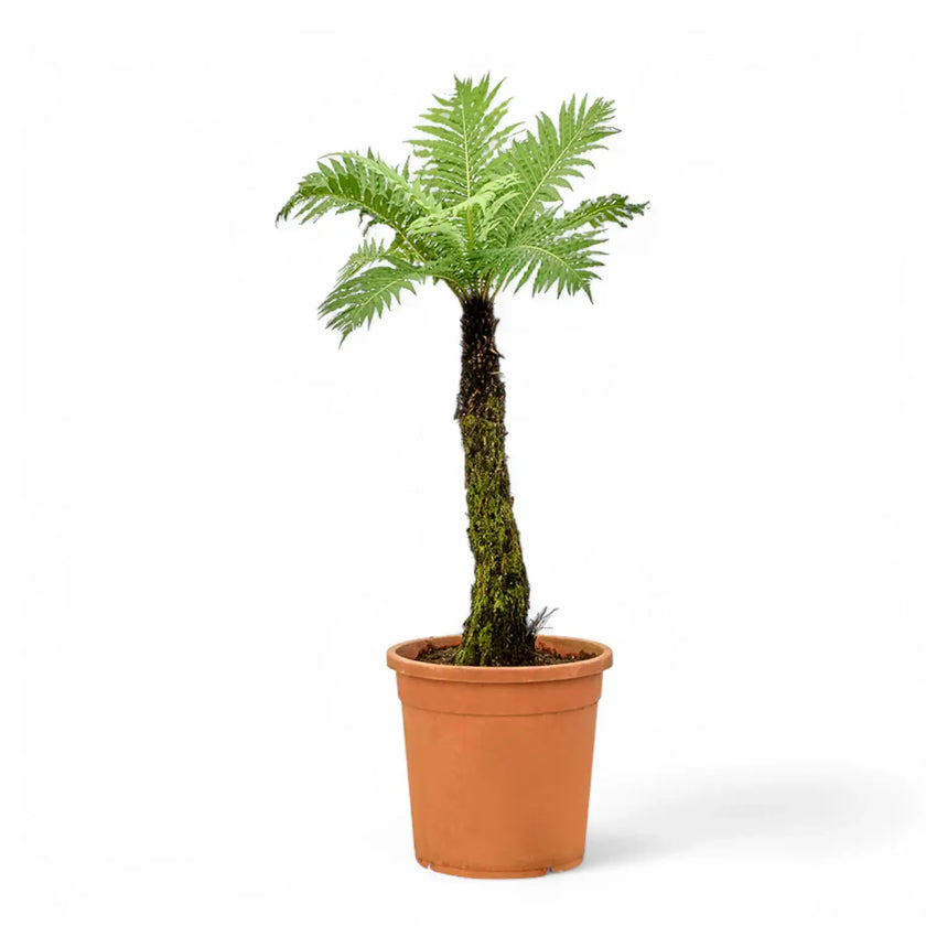 Oceaniopteris gibba potted plant in nursery pot on white background.