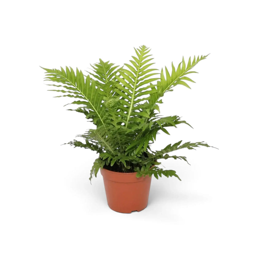 Front view of potted Oceaniopteris gibba with upright feathered fronds