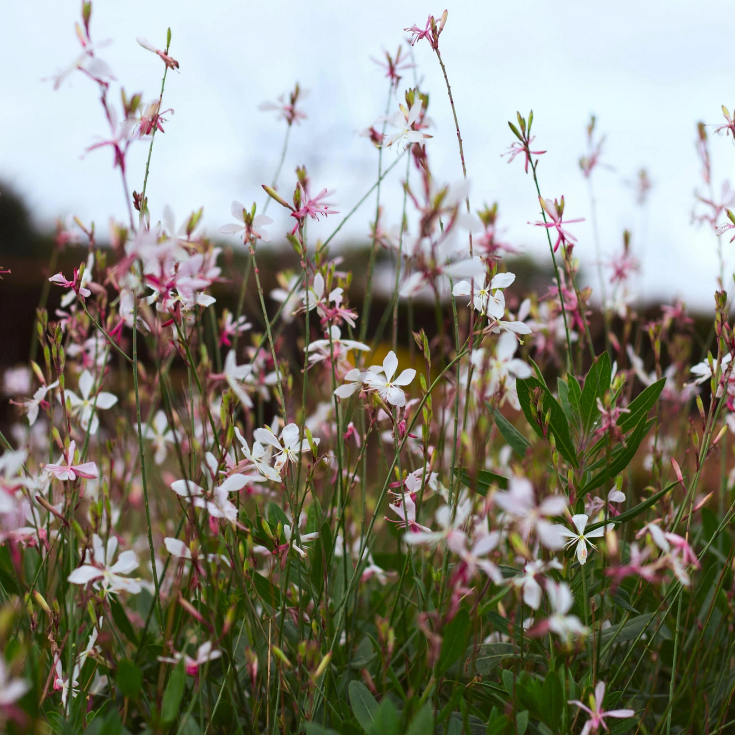 Oenothera lindheimeri – Detailaufnahme.