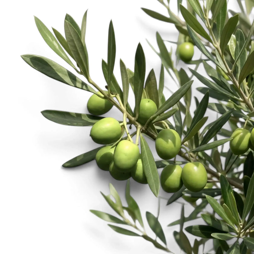 Zweige von Olea europaea mit schmalen graugrünen Blättern und Oliven zwischen den Blättern