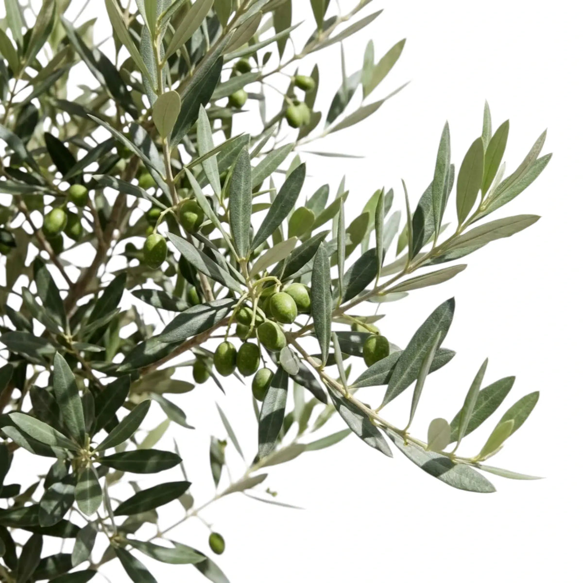 Olea europaea foliage close-up with narrow silver-green leaves and green olives