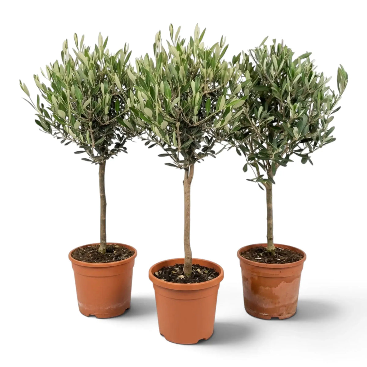 Three large Olea europaea plants with woody trunks and dense grey-green foliage