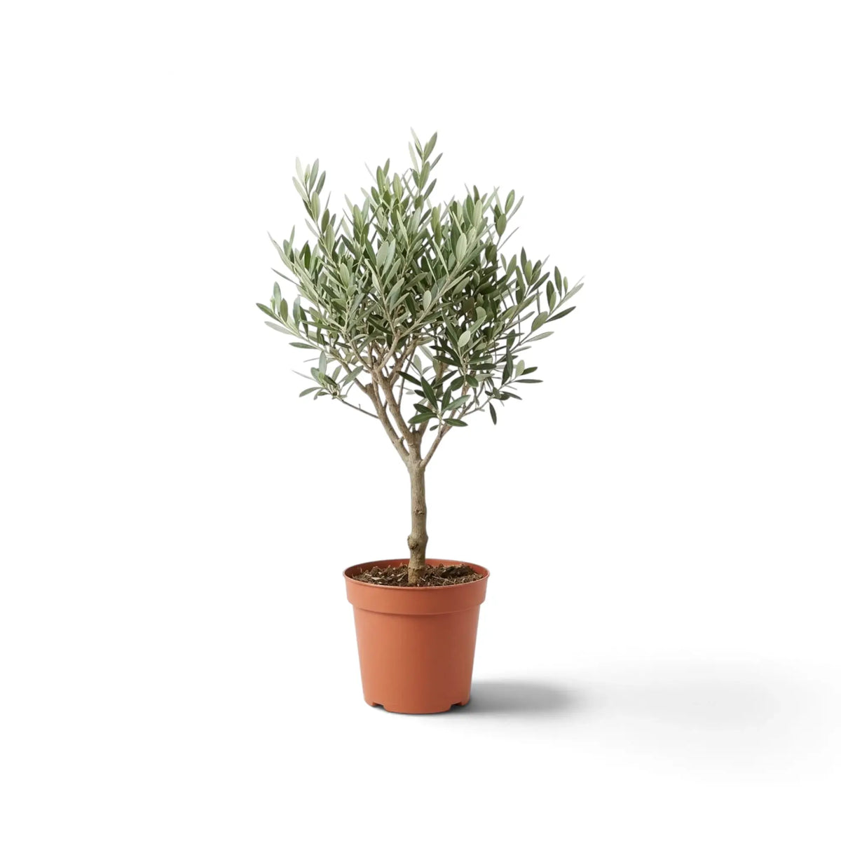 Medium potted Olea europaea with a branching crown of narrow grey-green leaves
