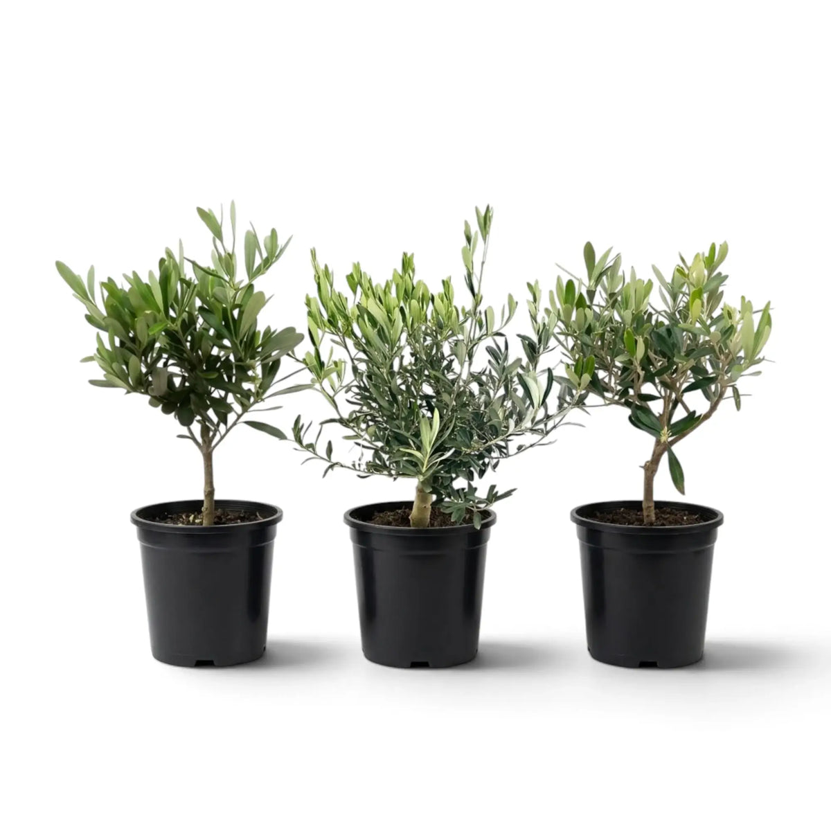 Three small Olea europaea plants with branching stems and dense grey-green foliage