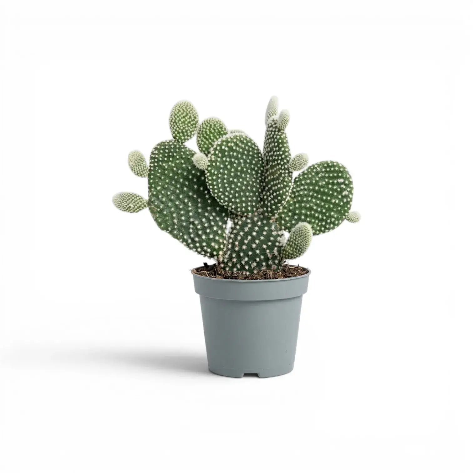 Opuntia albispina cactus in a nursery pot.