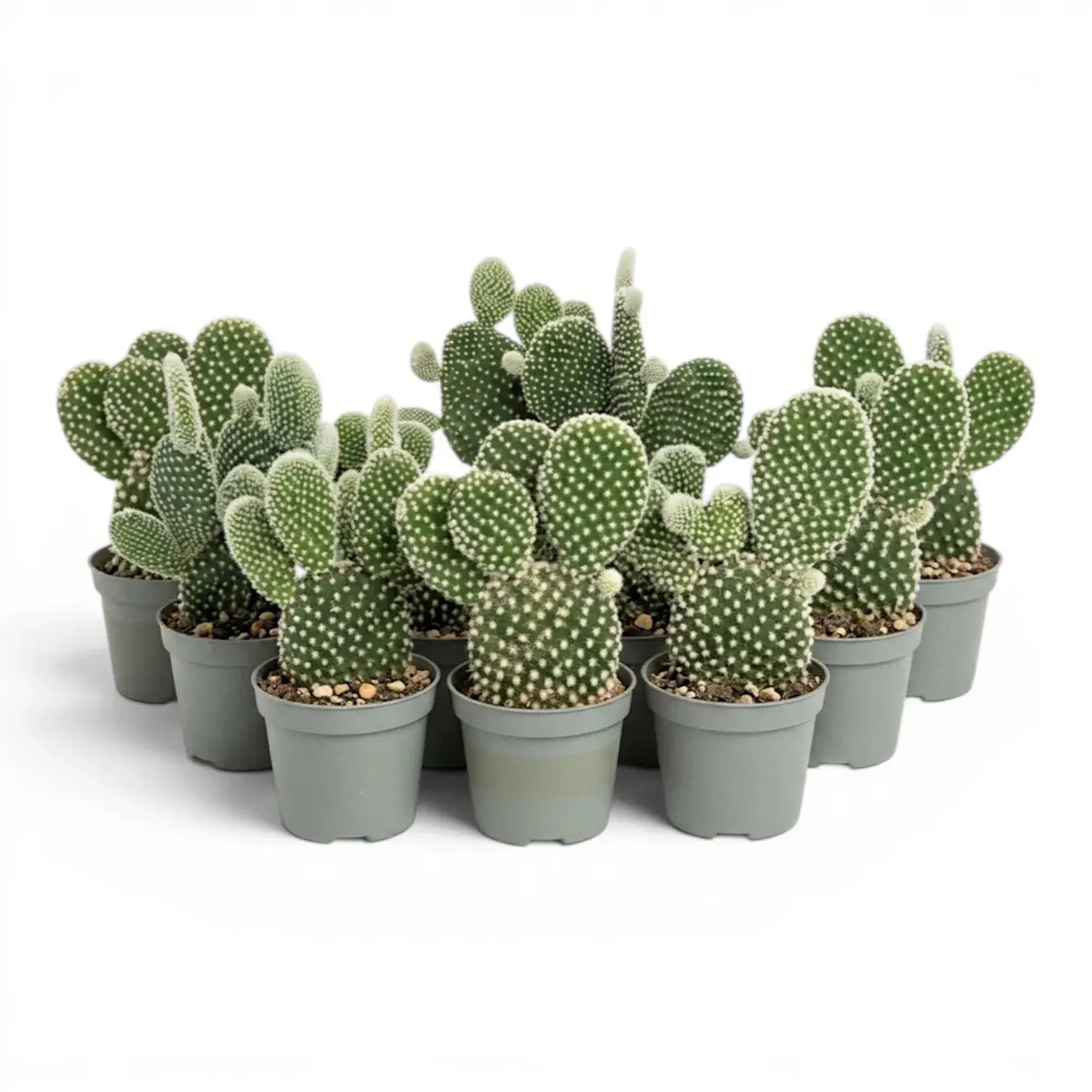 Opuntia albispina cactus in a nursery pot.
