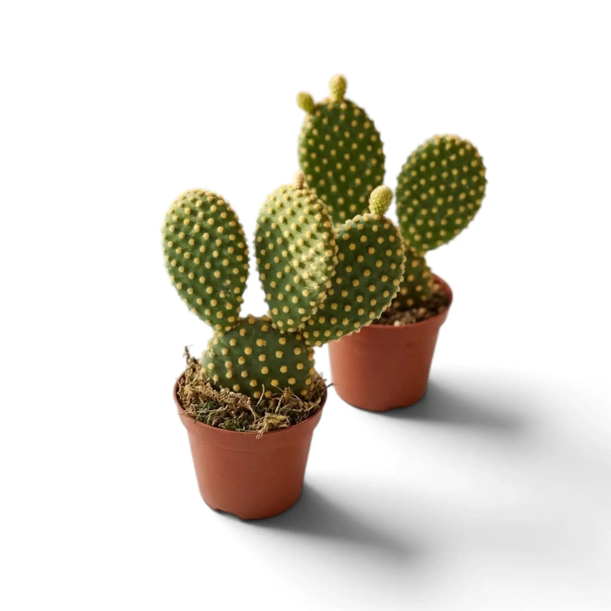 Two potted Opuntia microdasys bunny ear cacti with yellow-dotted green pads