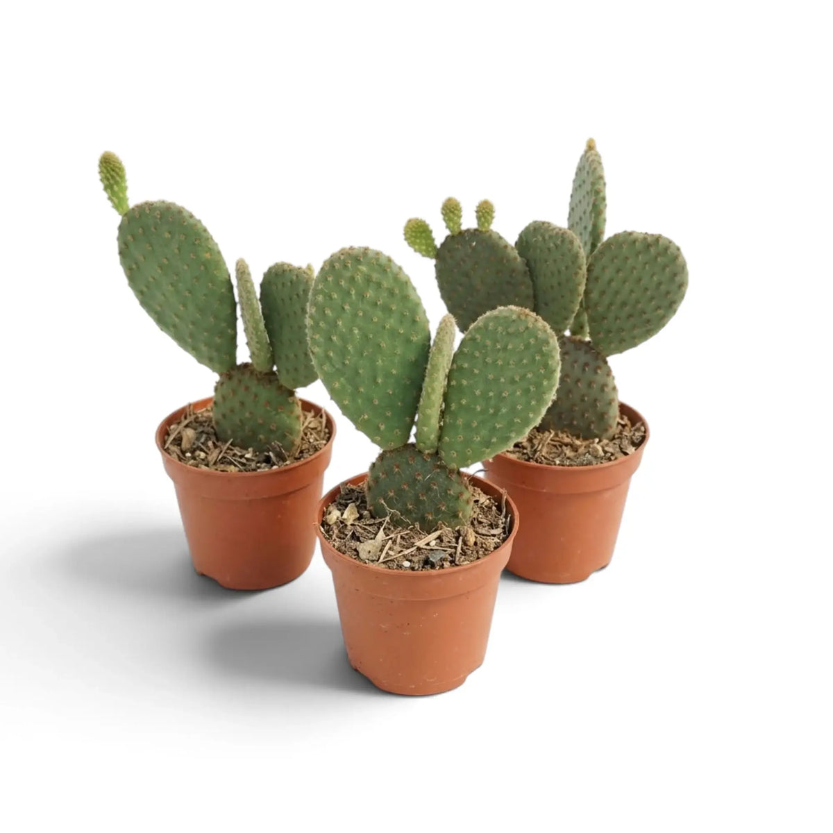 Three baby Opuntia microdasys cacti showing different arrangements of flat pads
