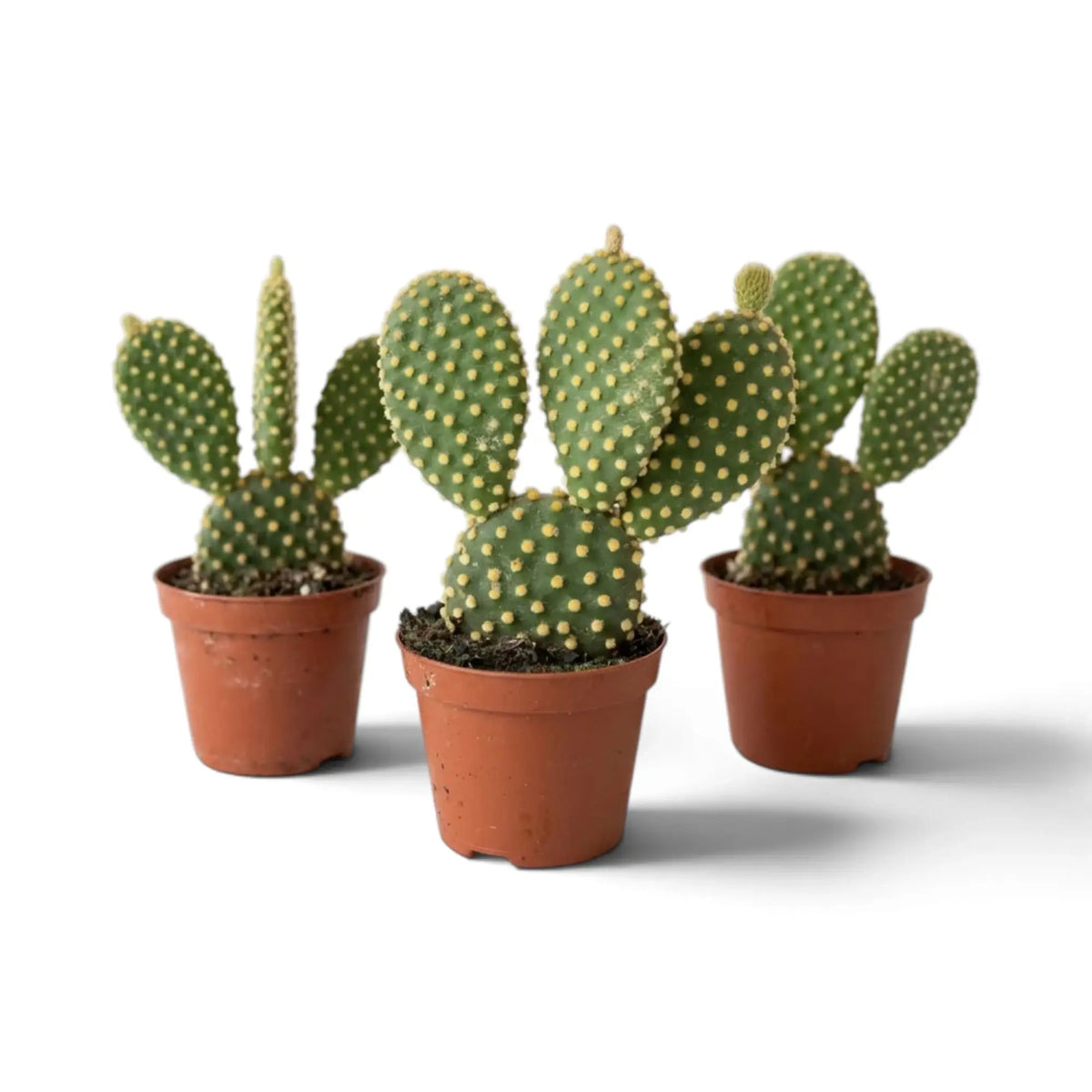 Three potted bunny ear cacti with green oval pads covered in golden dots