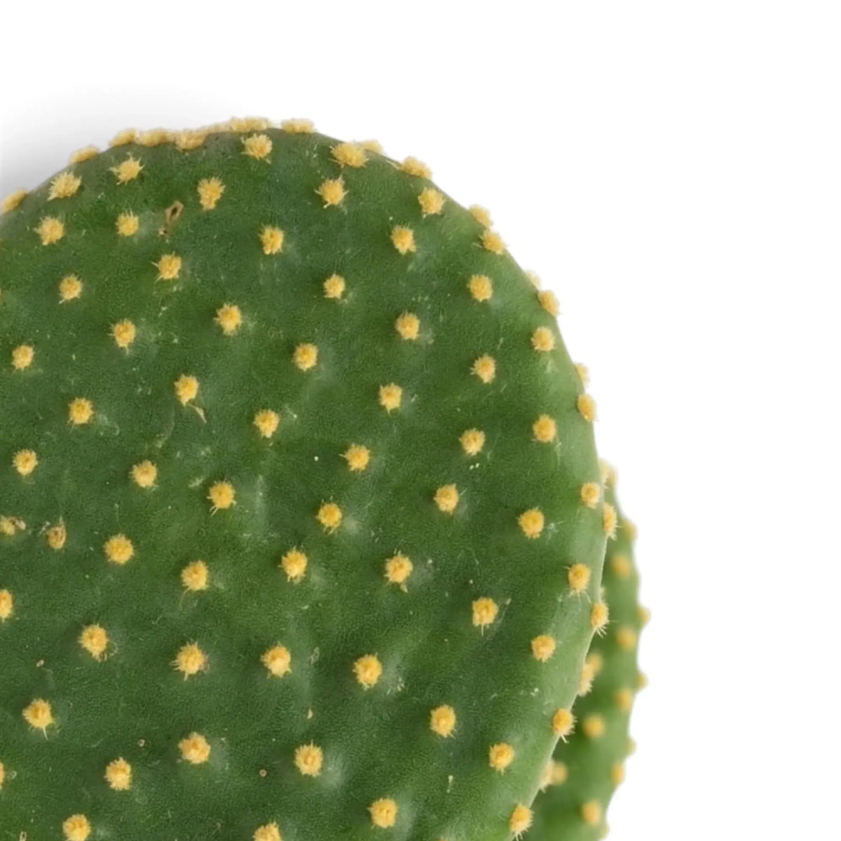 Detail of a green Opuntia microdasys pad covered in widely spaced golden tufts