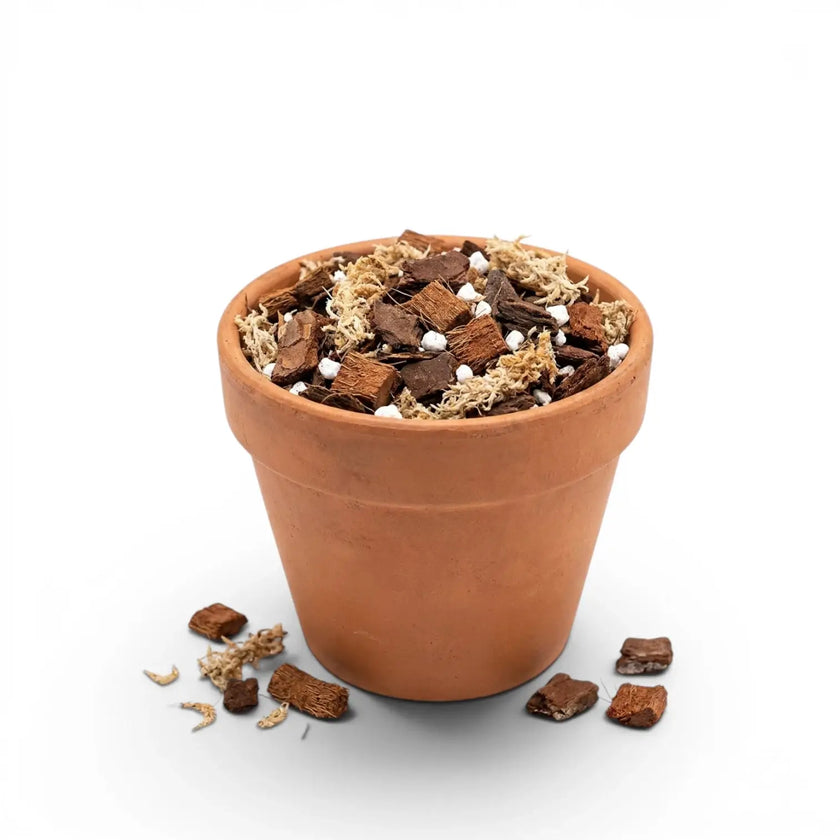 Terracotta pot with orchid potting mix on a white background