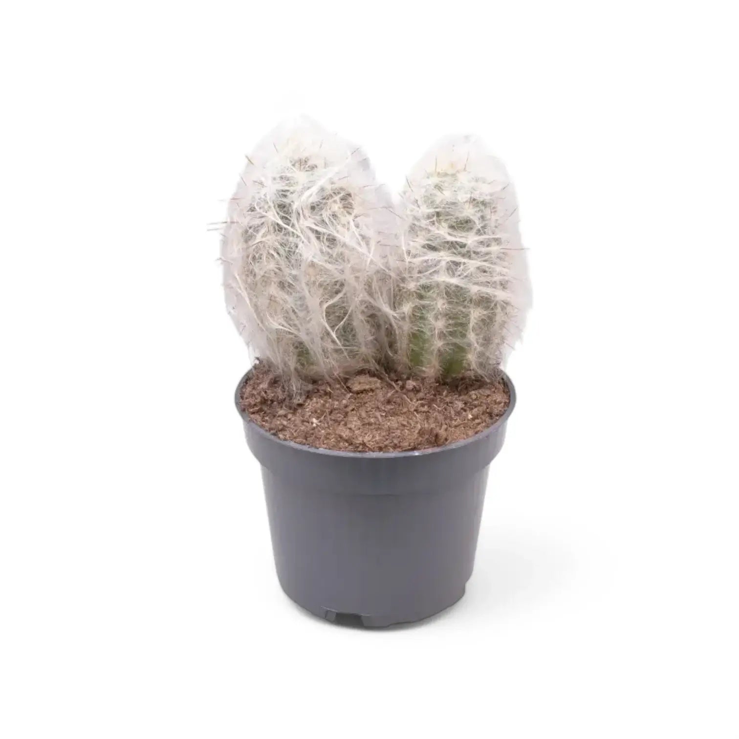 Oreocereus trollii potted plant in nursery pot on white background.