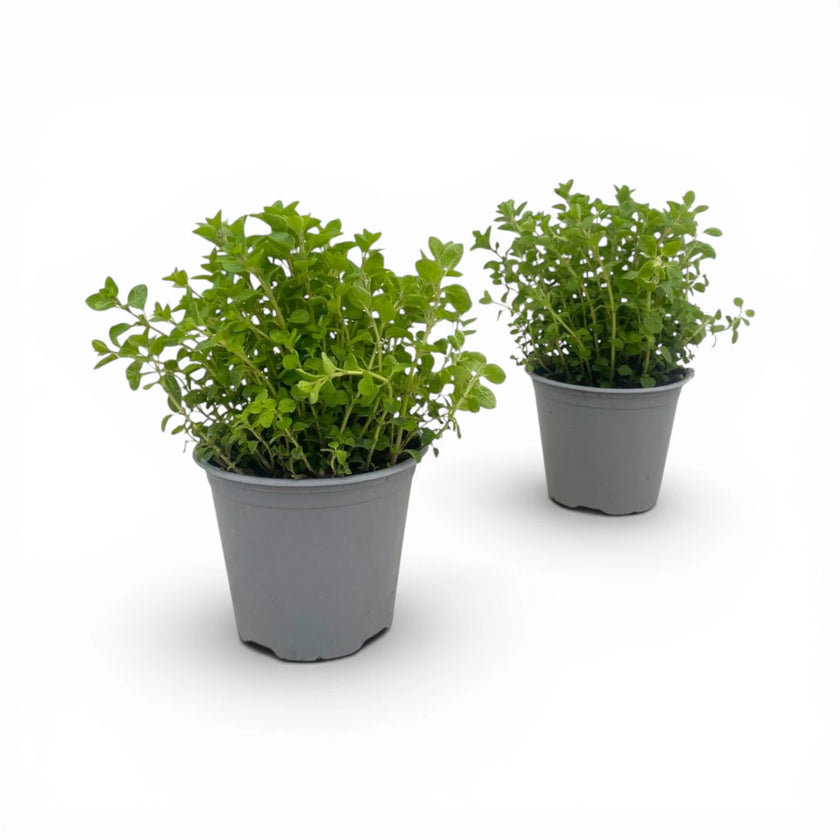 Origanum vulgare close-up detail.