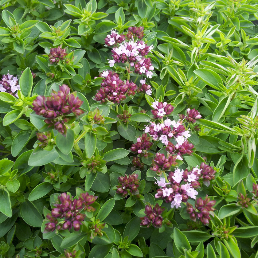 Origanum vulgare 'Compactum' close-up detail.