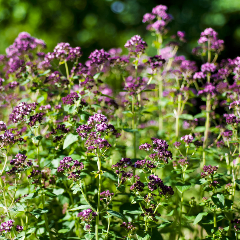 Origanum vulgare plant detail.