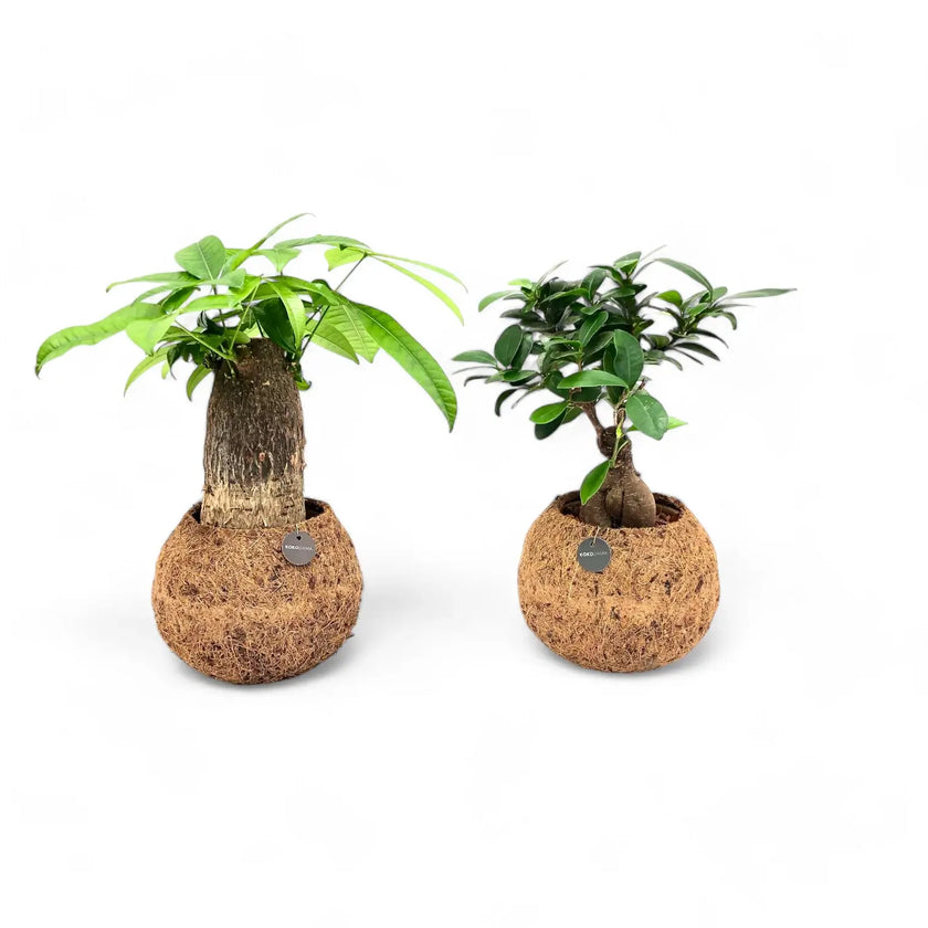 Pachira aquatica in Kokodama potted plant in nursery pot on white background.