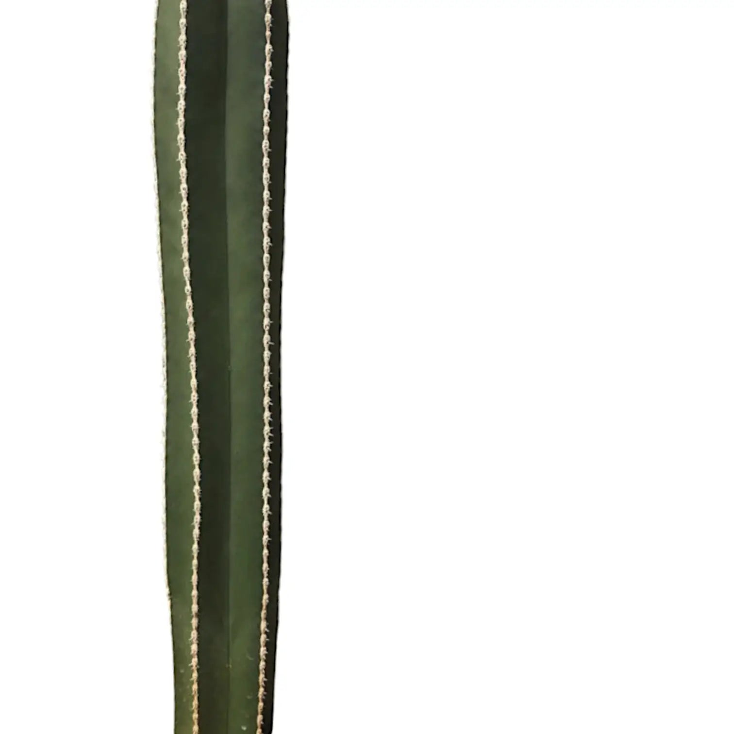 Pachycereus marginatus – Blattdetail vor weißem Hintergrund..