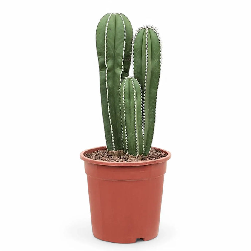 Pachycereus marginatus potted plant in nursery pot on white background.
