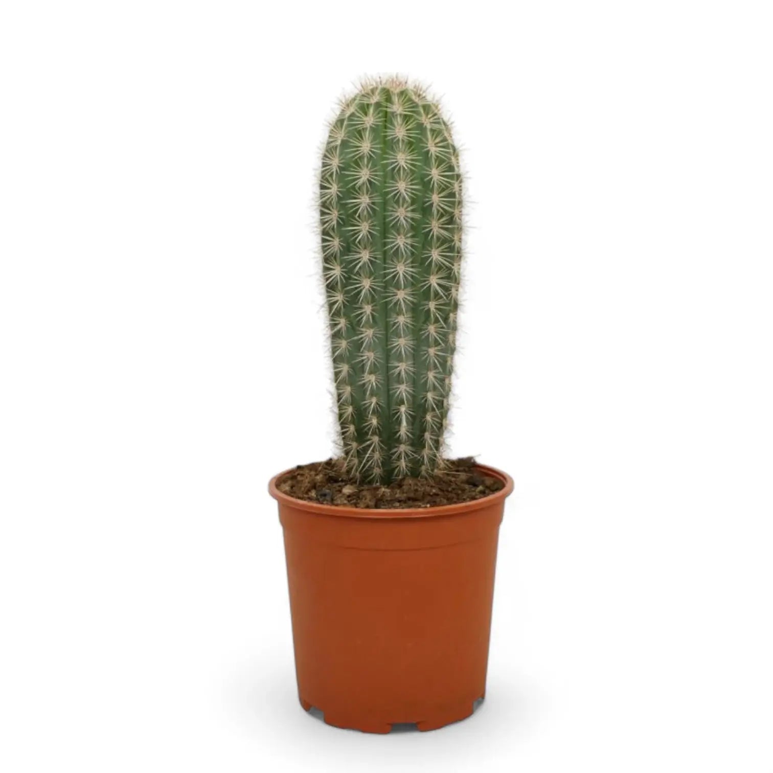 Pachycereus pringlei potted plant in nursery pot on white background.