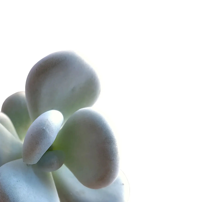 Pachyphytum bracteosum close-up of leaf on white background.