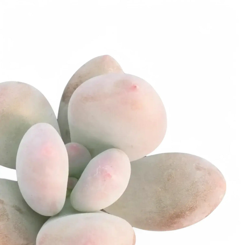 Pachyphytum oviferum 'Pink Moonstones' aka 'Pink Panther' close-up of leaf on white background.