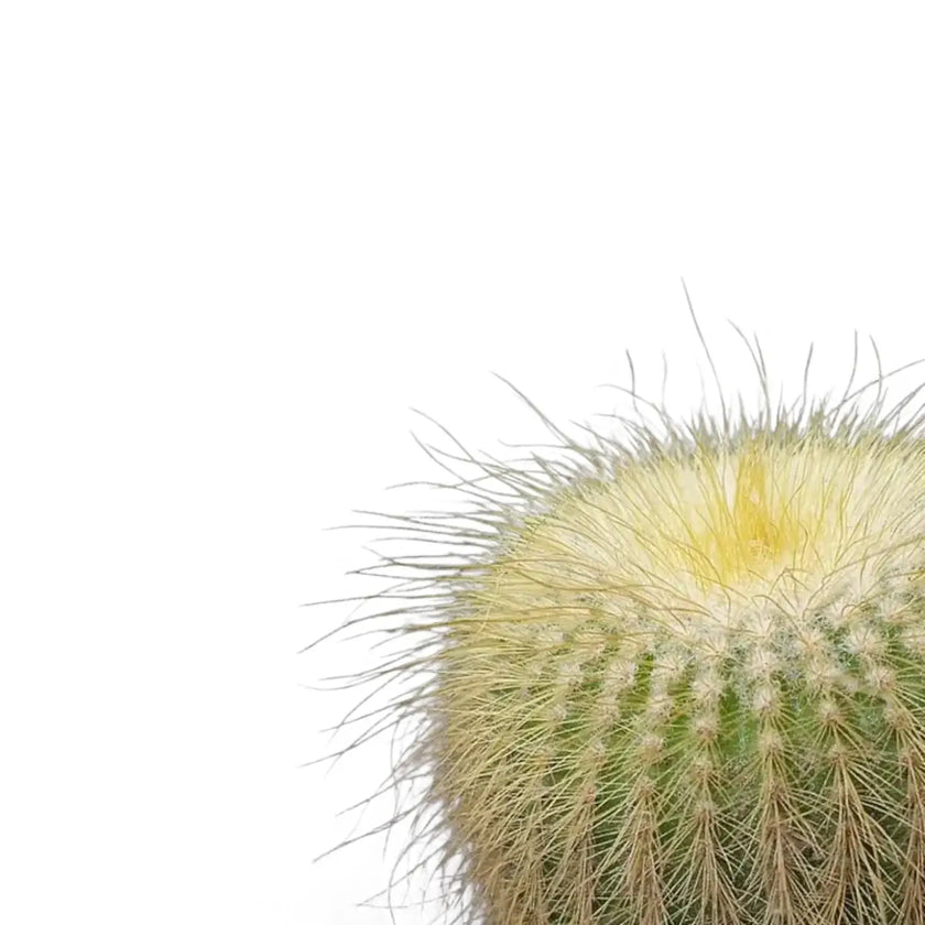 Parodia leninghausii leaf close-up on white background.