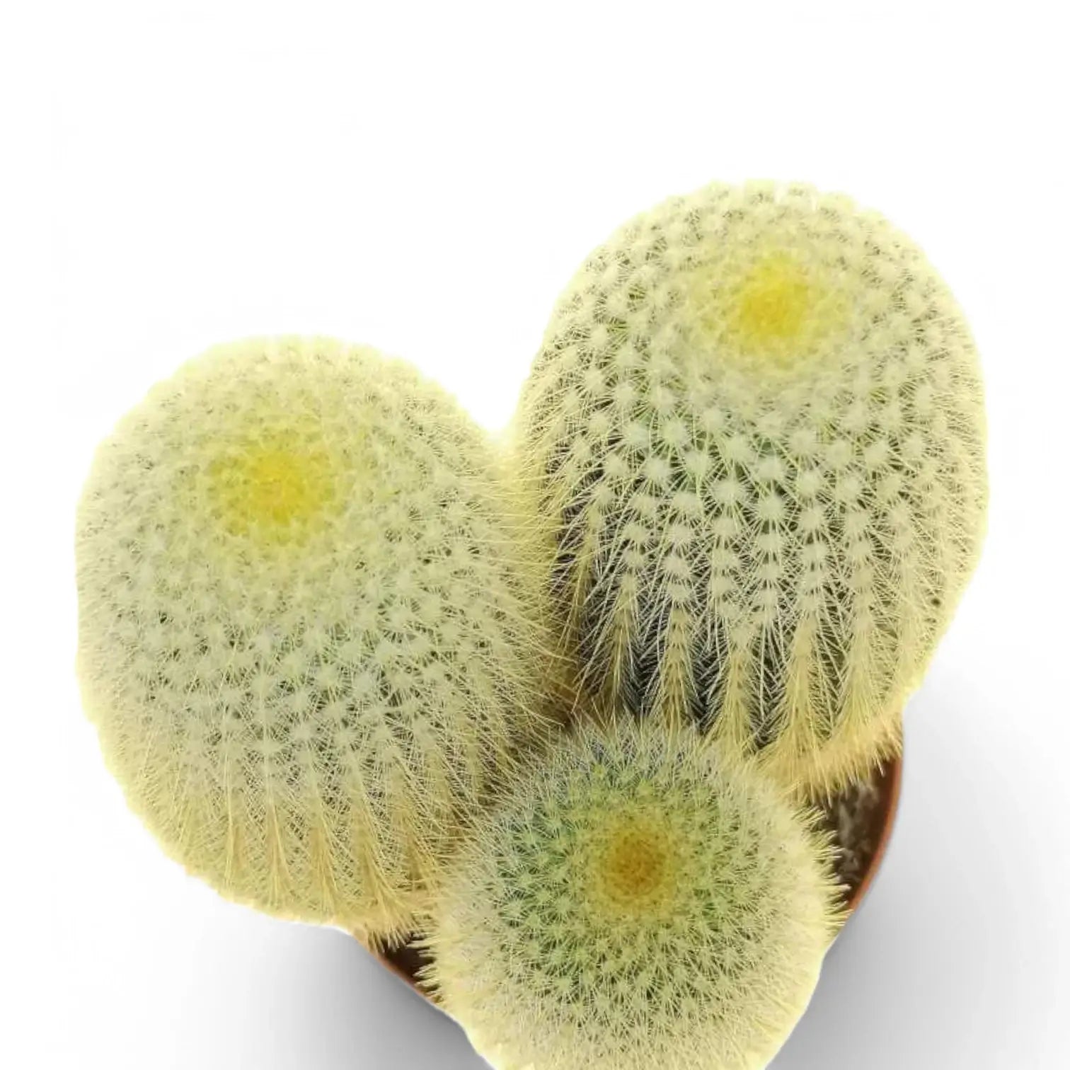Parodia leninghausii potted plant in nursery pot on white background.