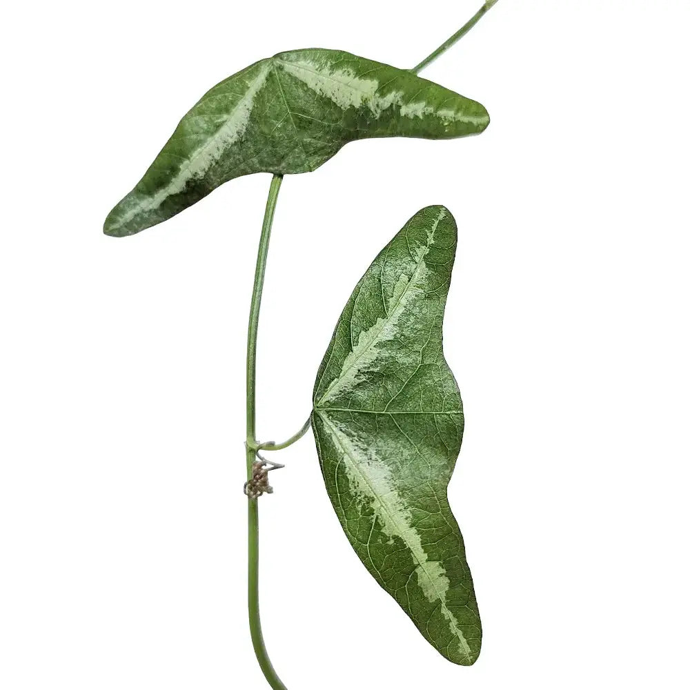 Passiflora amalocarpa leaf close-up on white background.