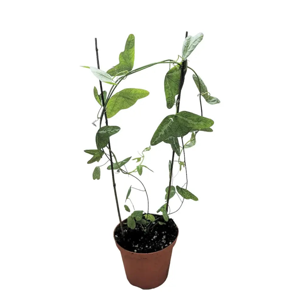 Passiflora amalocarpa potted plant in nursery pot on white background.