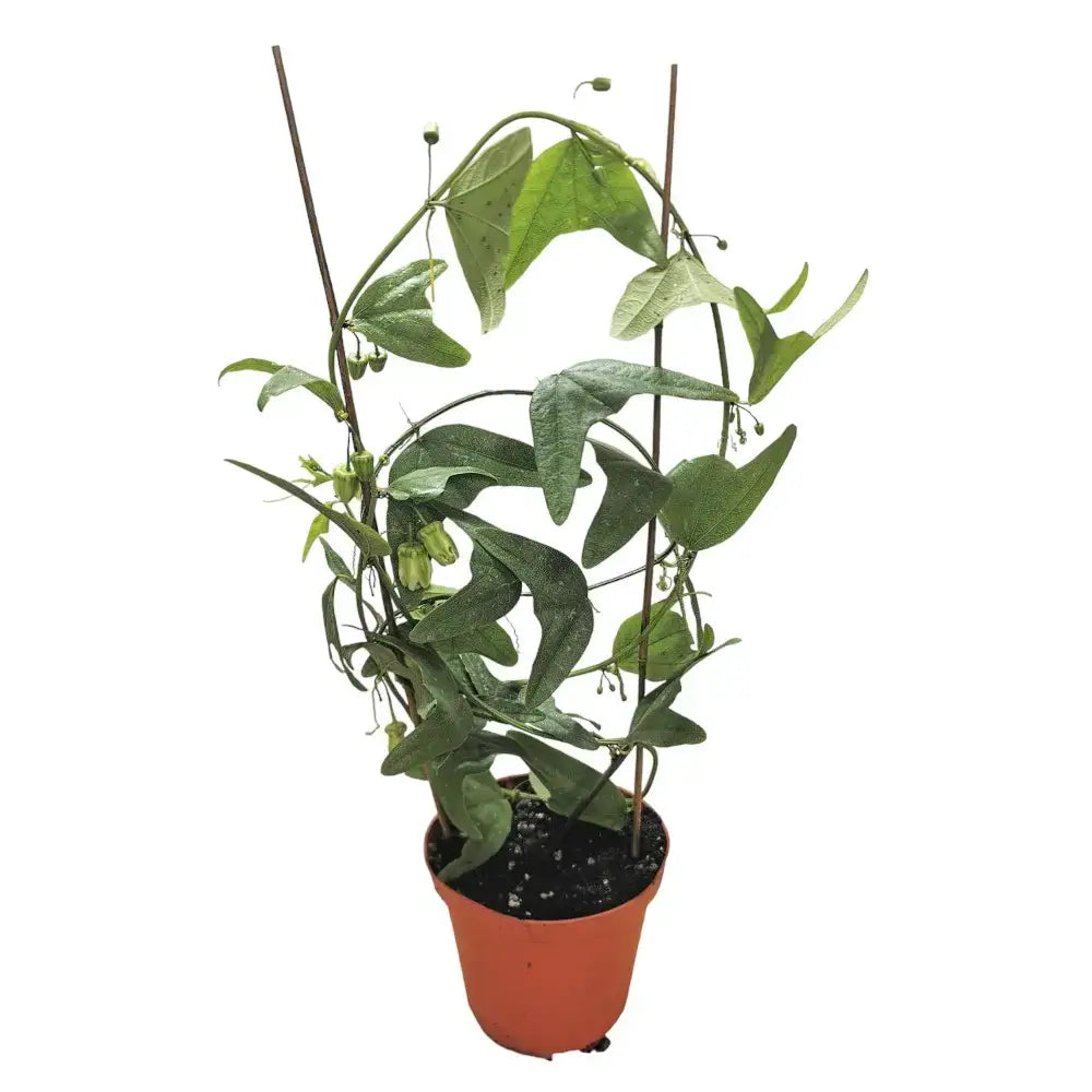 Passiflora biflora potted plant in nursery pot on white background.